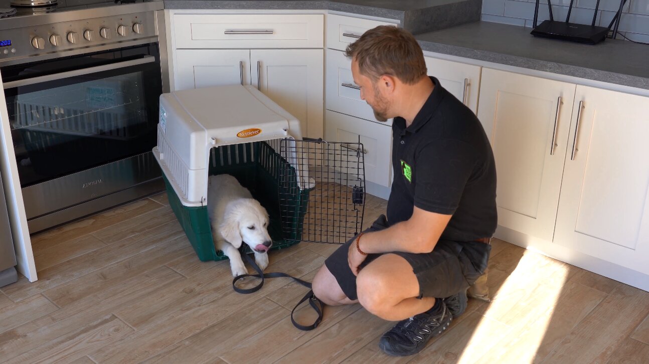 Dog Guru crate training lesson - introducing the crate