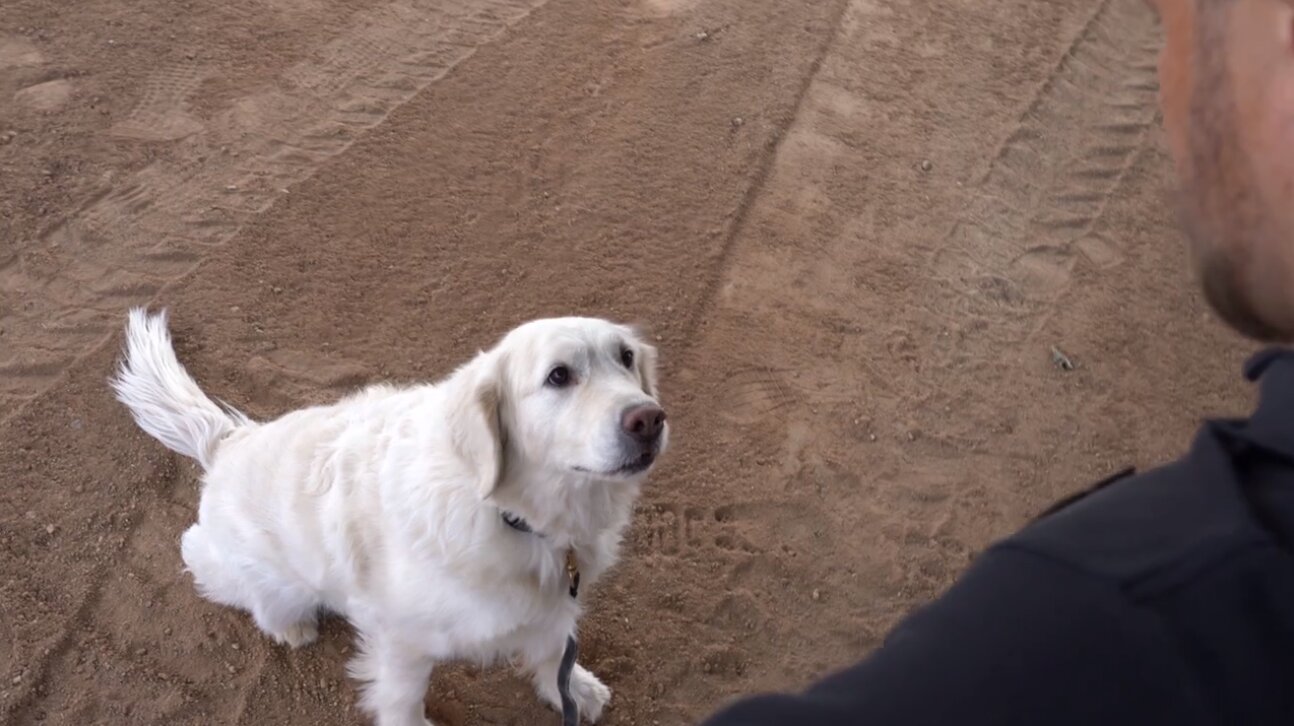 Dog Guru training lesson - building focus and attention