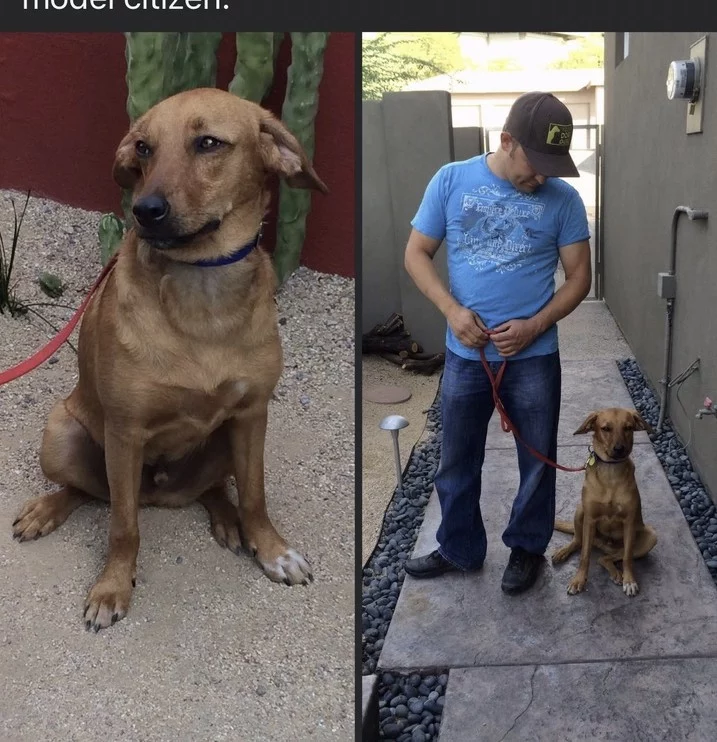 Dog Guru testimonial